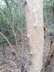 Xylosma horrida