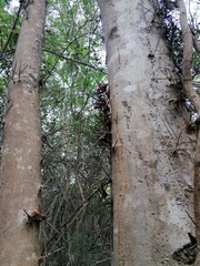 Xylosma horrida