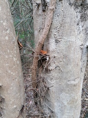 Xylosma horrida