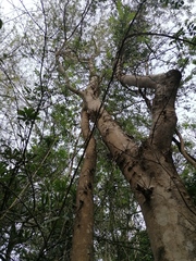 Xylosma horrida