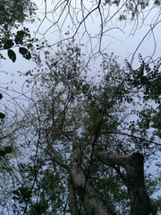Xylosma horrida