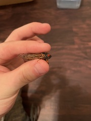 Magicicada septendecula
