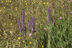 Nepeta tuberosa