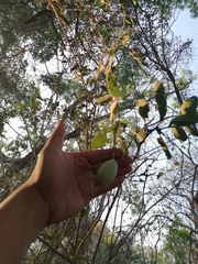 Helicteres