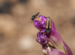 Acmaeodera quadrivittatoides