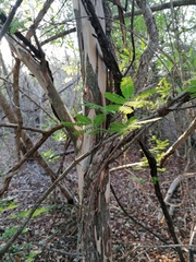 Chloroleucon mangense