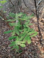 Chloroleucon mangense