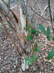 Chloroleucon mangense