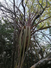 Tillandsia huamelulaensis