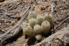 Escobaria organensis