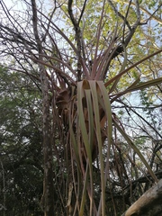 Tillandsia huamelulaensis