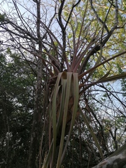 Tillandsia huamelulaensis