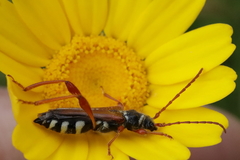 Stenopterus mauritanicus