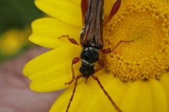 Stenopterus mauritanicus