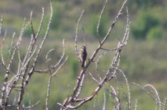 Pheucticus melanocephalus
