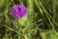 Centaurea pullata