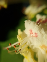 Aesculus hippocastanum