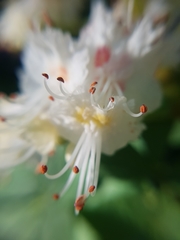 Aesculus hippocastanum