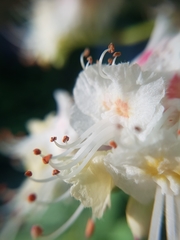 Aesculus hippocastanum