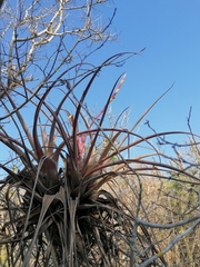 Tillandsia huamelulaensis