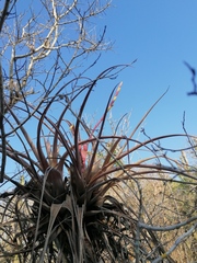 Tillandsia huamelulaensis