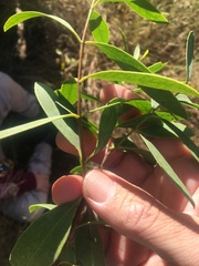 Santalum lanceolatum