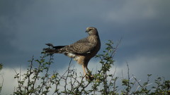 Melierax canorus canorus