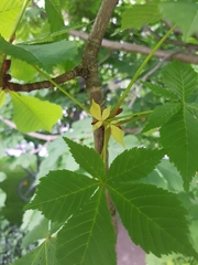 Aesculus hippocastanum