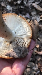 Russula grata