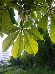 Aesculus hippocastanum