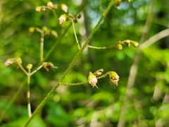 Heuchera longiflora