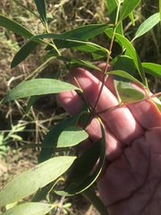 Santalum lanceolatum