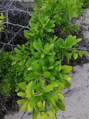 Sideroxylon celastrinum