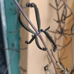 Kalanchoe beauverdii