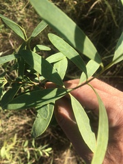 Santalum lanceolatum