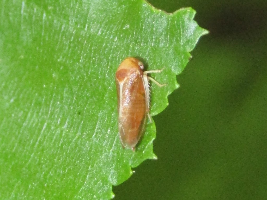 Oncopsis nigrinasi