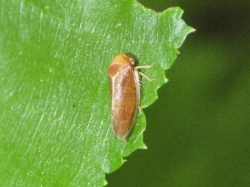 Oncopsis nigrinasi