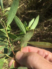 Santalum lanceolatum
