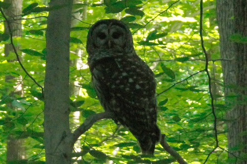 Barred Owl photographed in North Carolina