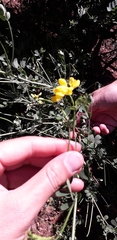 Coronilla valentina