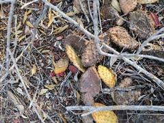 Opuntia decumbens