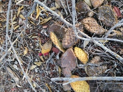 Opuntia decumbens