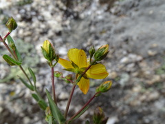 Hypericum linariifolium