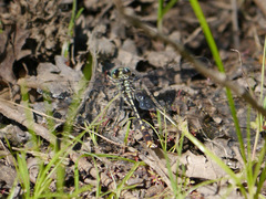 Arigomphus villosipes