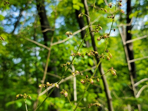 Image of Longflower Alumroot (Heuchera longiflora) by (c) Elias, some rights reserved (CC BY)