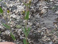 Hypericum linariifolium