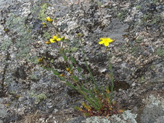 Hypericum linariifolium