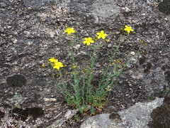 Hypericum linariifolium