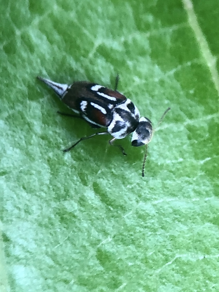 Mordella rufomaculata