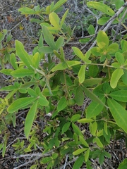 Vitex mollis